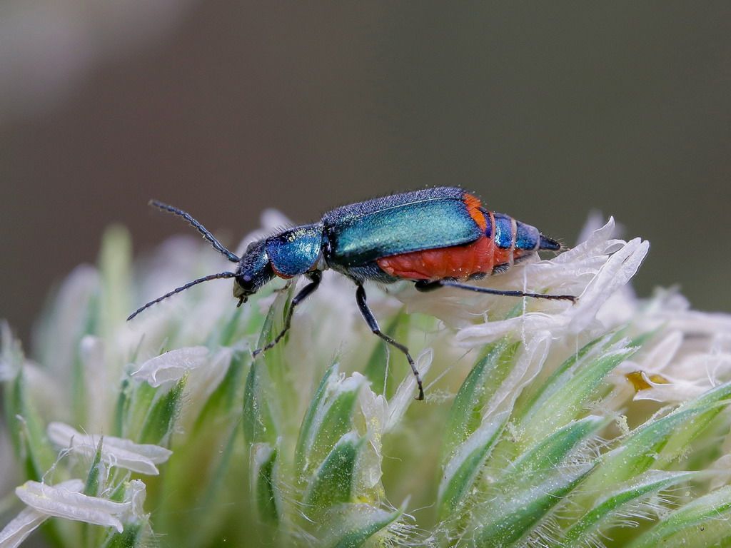 Malachiidae - Malachius sp.?   No, Clanoptilus spinipennis ssp. brevispina